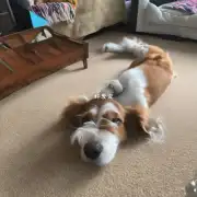 为什么狗会在地上打滚？