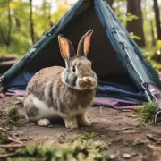 在野外露营时该如何避免与野兔发生冲突？