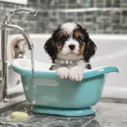 如何正确地给小狗洗澡以防止跳蚤感染？