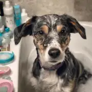 你有没有给狗狗使用任何特殊洗浴产品或药物来处理肛门红肿问题?