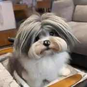 你有没有见过一只有足够多毛发覆盖在身上的小狗？