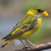 如何饲养细嘴黄鹂鸟儿呢?