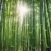 我该如何确保我的竹子获得足够的阳光照射吗？
