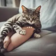 为什么猫咪会选择人类腿上睡觉？