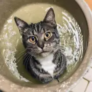 为什么我们给猫咪洗澡时它会挣扎反抗？