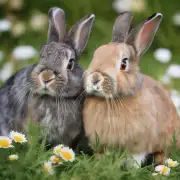 如何判断一个兔子是否健康和活泼呢？