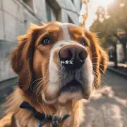 狗狗会用舌头卷曲和擦拭脸部和身体其他区域的原因是什么?