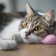 猫为什么会经常舔自己的尾巴和脚掌呢？