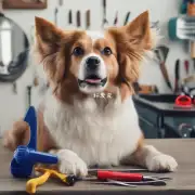 如何让你的狗适应你提供的工具来修剪它的耳毛?
