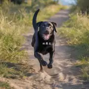 如何让拉布拉多犬学会跑步？