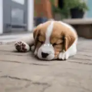 为什么幼犬喜欢睡懒觉？