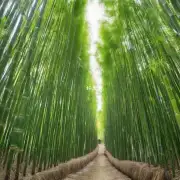 如何选择合适的竹子品种进行种植？