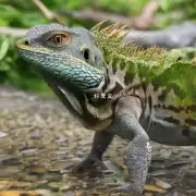 在洗护蜥蜴时需要使用多少水来防止滑倒吗?