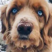 感冒病毒感染了狗的眼睛了吗?