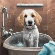 在剪毛前是否需要为狗狗洗澡?