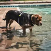 为什么我的小狗在游泳池里淹死了?
