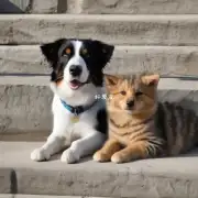 怎样才能让猫和狗和平相处呢?