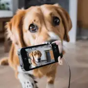 你有没有尝试过在家中设置宠物摄像头来监控你的狗?
