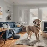 如何安排狗狗在客厅里的位置?