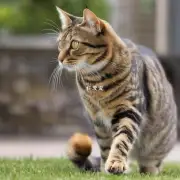最快的家猫有多快?