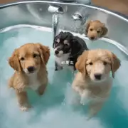 你想知道什么关于三月小狗多久洗一次澡的答案吗?