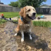 金毛犬在夏天需要更频繁地饮水吗?