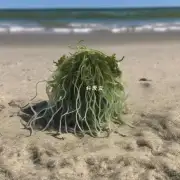 宠物海藻粉多少钱一升?