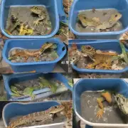 请告诉我蜥蜴洗澡时应该选择哪种浴缸大小合适呢?
