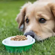如果我的狗狗一天吃五个磅我应该每周增加他的喂食量吗?