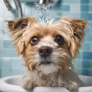 在洗浴过程中如何避免将宠物皮肤弄伤或者使它们过敏?