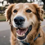 狗狗为什么会出现牙齿裂开现象?