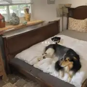 为什么要让狗狗睡在主人和家人之间的地方?