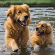 金毛犬可以多久不吃水?