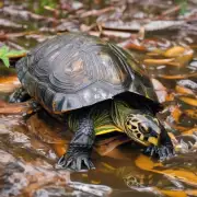 如何让巴西龟保持新鲜并易于食用?