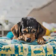 您的狗狗有任何特殊的需求例如需要一个舒适的床铺水源或其他特殊设施吗?