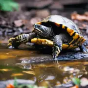 煮熟后巴西龟怎么做才能更好吃呢?