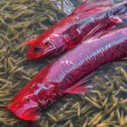 哪些因素会影响红宝石鱼的生长速度包括养殖环境食物质量以及水质状况等?