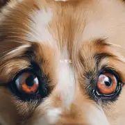 如何预防狗狗长眼息肉?