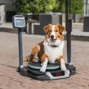 您的狗狗的体重是多少?