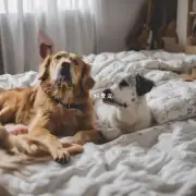 为什么有些狗会在床上躺着而不是在地上坐下?