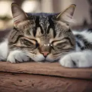 为什么猫咪会频繁睡觉?