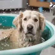 狗狗保健知识库什么时候洗浴对狗狗更利于它们的健康状况?