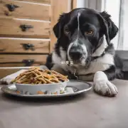 你家宠物狗最近是否一直保持饥饿感?