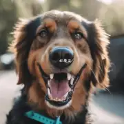 怎样能使我的狗的牙齿更健康?