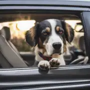 如果我的狗在车上晕车我该怎么办?