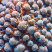 珊瑚表面为什么会变白?
