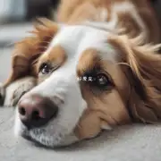 什么原因会导致一只宠物狗的鼻子持续抽搐?