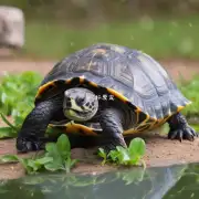 如何照顾一只受伤的乌龟?