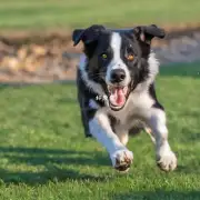 为什么狗喜欢追逐球?