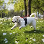 一个问题为什么春天对于小狗来说是最适合锻炼和运动的时间段?